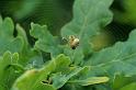 Araniella_cucurbitina_D6078_Z_88_Les Gris_Frankrijk